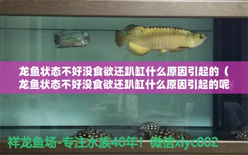 龍魚狀態(tài)不好沒食欲還趴缸什么原因引起的（龍魚狀態(tài)不好沒食欲還趴缸什么原因引起的呢） 龍魚疾病與治療