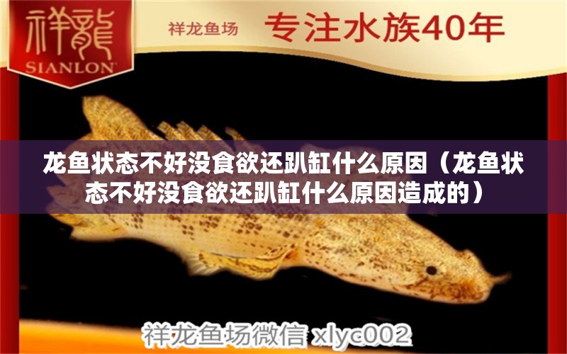 龍魚(yú)狀態(tài)不好沒(méi)食欲還趴缸什么原因（龍魚(yú)狀態(tài)不好沒(méi)食欲還趴缸什么原因造成的）