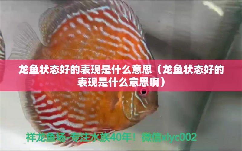 龍魚狀態(tài)好的表現(xiàn)是什么意思（龍魚狀態(tài)好的表現(xiàn)是什么意思?。?龍魚疾病與治療