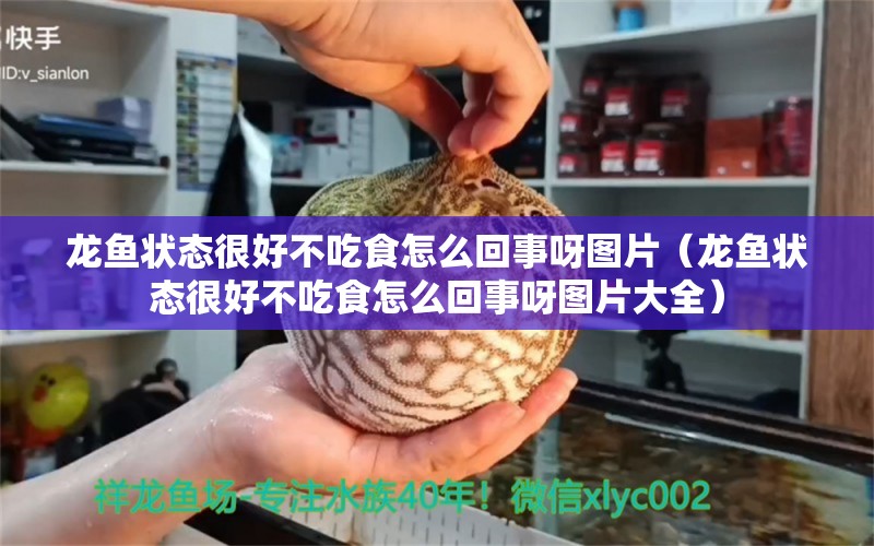 龍魚狀態(tài)很好不吃食怎么回事呀圖片（龍魚狀態(tài)很好不吃食怎么回事呀圖片大全） 龍魚疾病與治療