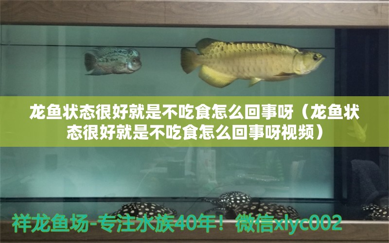 龍魚狀態(tài)很好就是不吃食怎么回事呀（龍魚狀態(tài)很好就是不吃食怎么回事呀視頻）