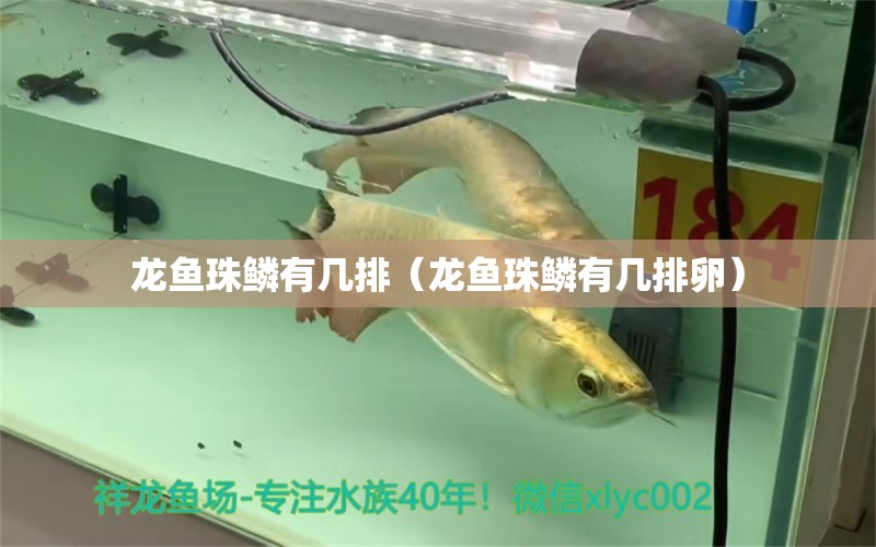 龍魚(yú)珠鱗有幾排（龍魚(yú)珠鱗有幾排卵） 廣州龍魚(yú)批發(fā)市場(chǎng)