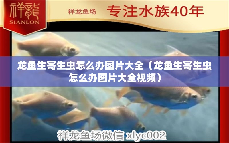 龍魚生寄生蟲怎么辦圖片大全（龍魚生寄生蟲怎么辦圖片大全視頻）