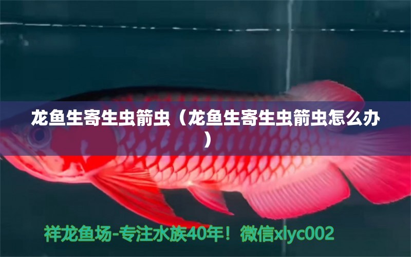 龍魚生寄生蟲箭蟲（龍魚生寄生蟲箭蟲怎么辦）