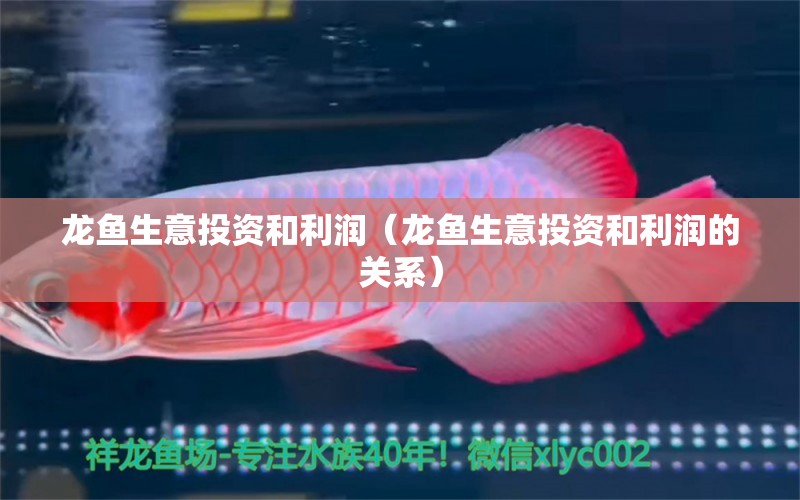 龍魚生意投資和利潤（龍魚生意投資和利潤的關(guān)系） 網(wǎng)上購買觀賞魚