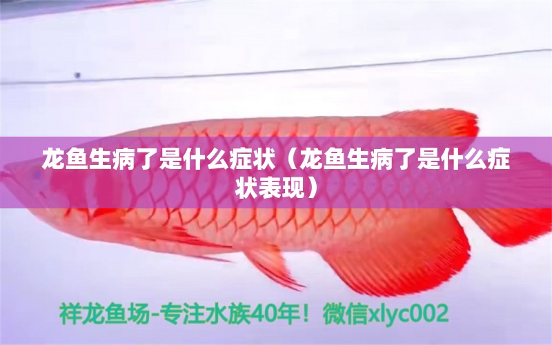 龍魚生病了是什么癥狀（龍魚生病了是什么癥狀表現(xiàn)） 廣州龍魚批發(fā)市場