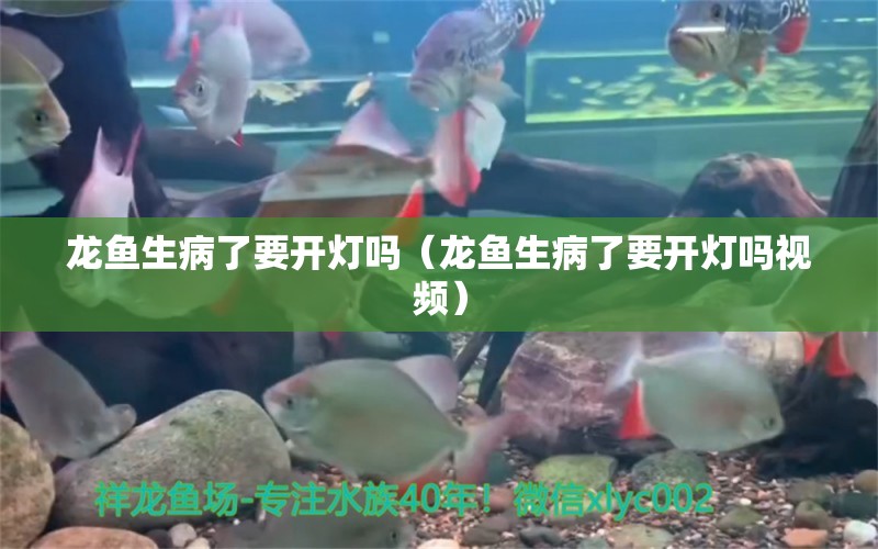 龍魚生病了要開燈嗎（龍魚生病了要開燈嗎視頻）