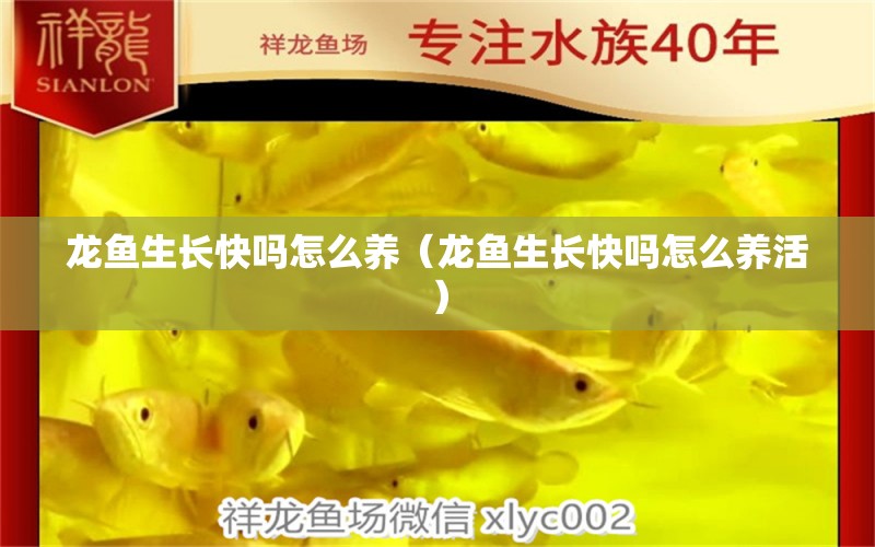 龍魚生長快嗎怎么養(yǎng)（龍魚生長快嗎怎么養(yǎng)活） 廣州龍魚批發(fā)市場