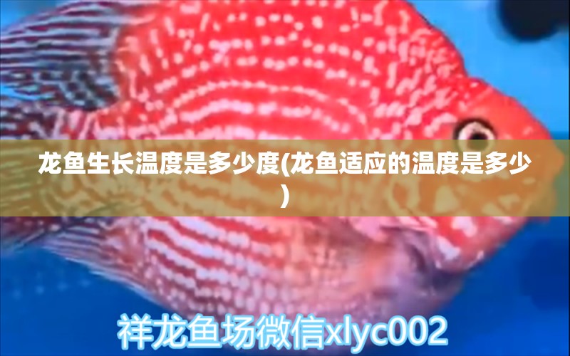 龍魚生長溫度是多少度(龍魚適應(yīng)的溫度是多少) 祥龍魚藥系列