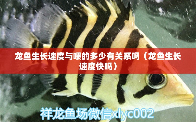 龍魚生長(zhǎng)速度與喂的多少有關(guān)系嗎（龍魚生長(zhǎng)速度快嗎） 廣州龍魚批發(fā)市場(chǎng)