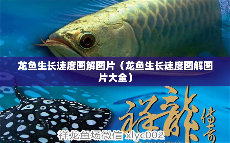 龍魚生長(zhǎng)速度圖解圖片（龍魚生長(zhǎng)速度圖解圖片大全） 廣州龍魚批發(fā)市場(chǎng)