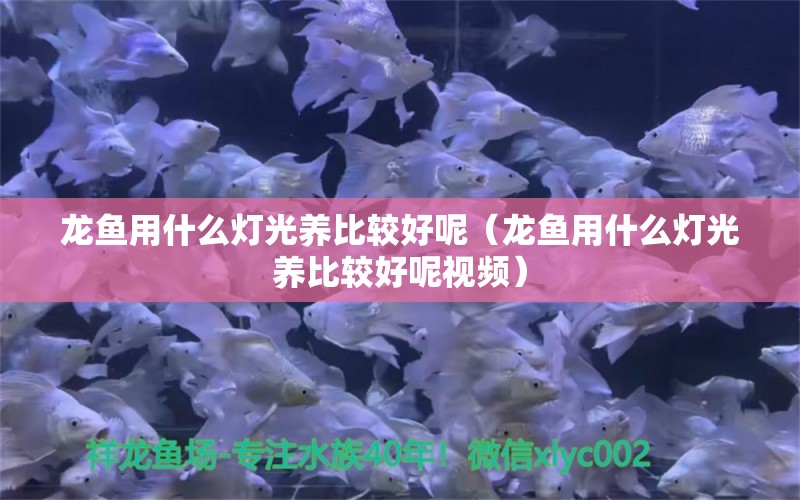 龍魚(yú)用什么燈光養(yǎng)比較好呢（龍魚(yú)用什么燈光養(yǎng)比較好呢視頻）