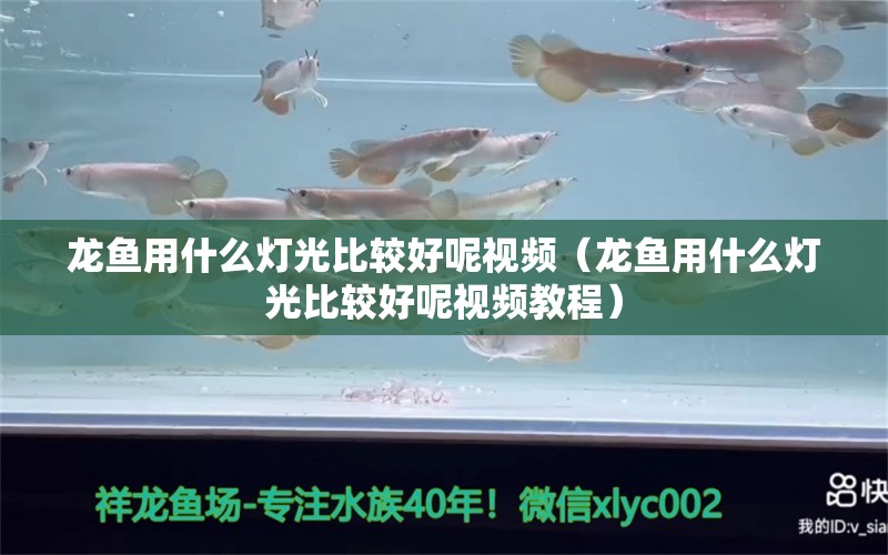 龍魚用什么燈光比較好呢視頻（龍魚用什么燈光比較好呢視頻教程）