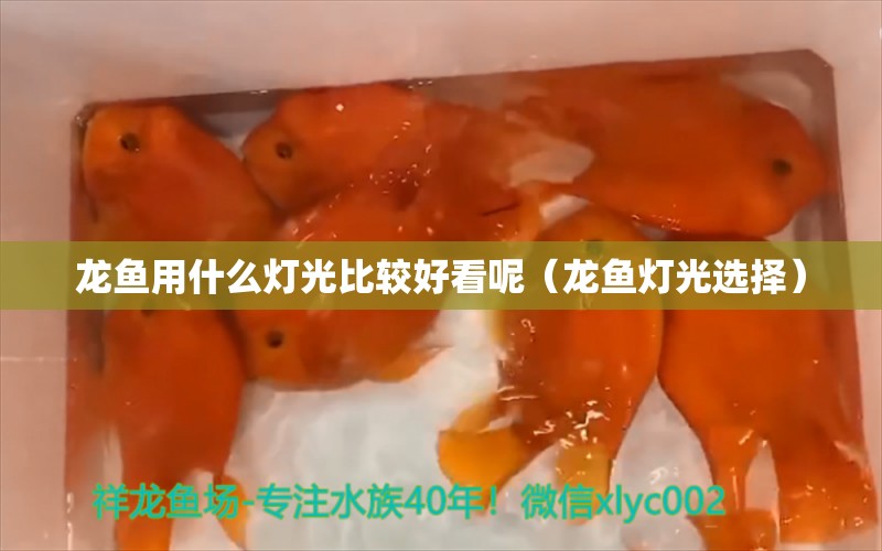 龍魚用什么燈光比較好看呢（龍魚燈光選擇）