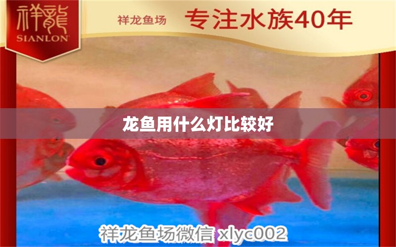 龍魚用什么燈比較好