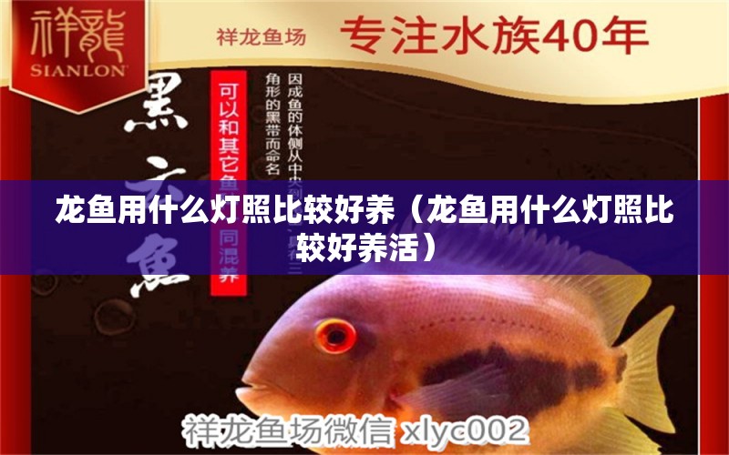 龍魚用什么燈照比較好養(yǎng)（龍魚用什么燈照比較好養(yǎng)活）