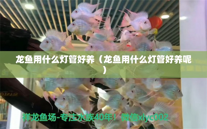 龍魚(yú)用什么燈管好養(yǎng)（龍魚(yú)用什么燈管好養(yǎng)呢） 慈雕魚(yú)