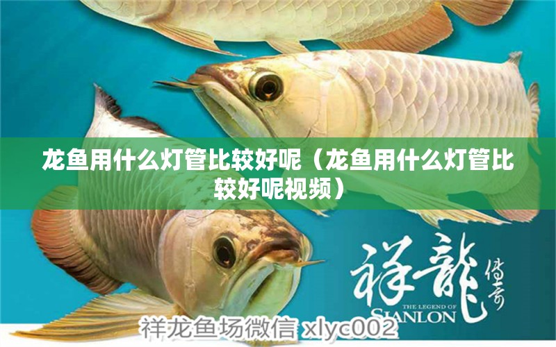 龍魚用什么燈管比較好呢（龍魚用什么燈管比較好呢視頻） 祥龍水族醫(yī)院