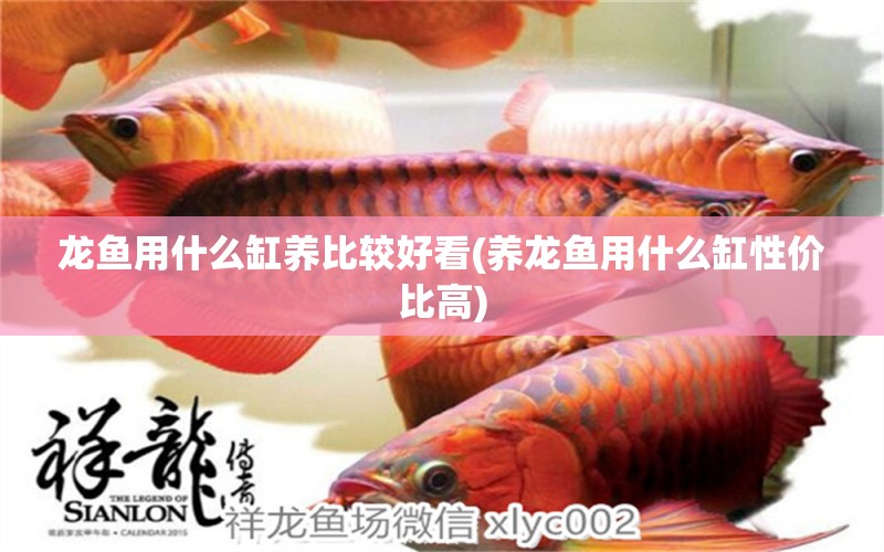 龍魚用什么缸養(yǎng)比較好看(養(yǎng)龍魚用什么缸性價(jià)比高)