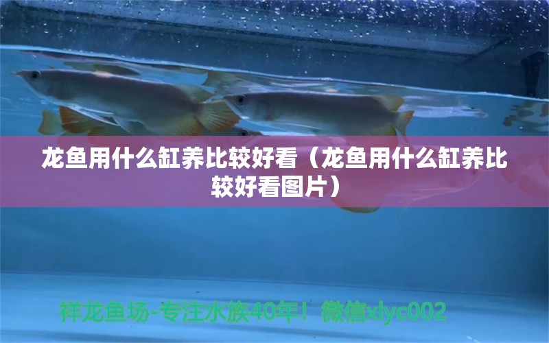 龍魚用什么缸養(yǎng)比較好看（龍魚用什么缸養(yǎng)比較好看圖片）