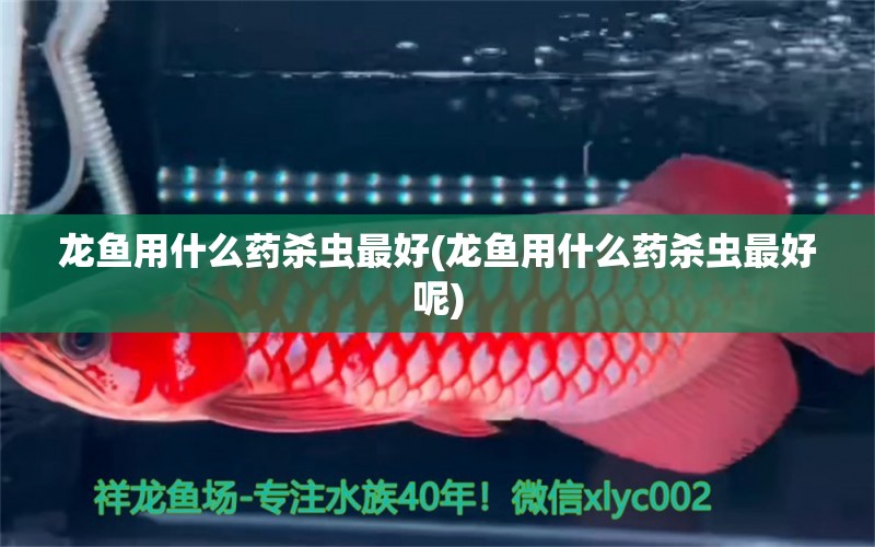 龍魚用什么藥殺蟲最好(龍魚用什么藥殺蟲最好呢)