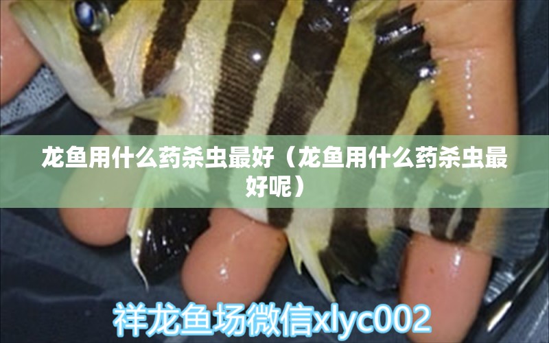 龍魚用什么藥殺蟲最好（龍魚用什么藥殺蟲最好呢）