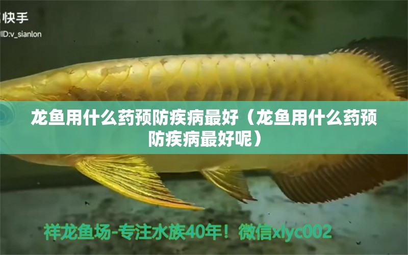 龍魚(yú)用什么藥預(yù)防疾病最好（龍魚(yú)用什么藥預(yù)防疾病最好呢）