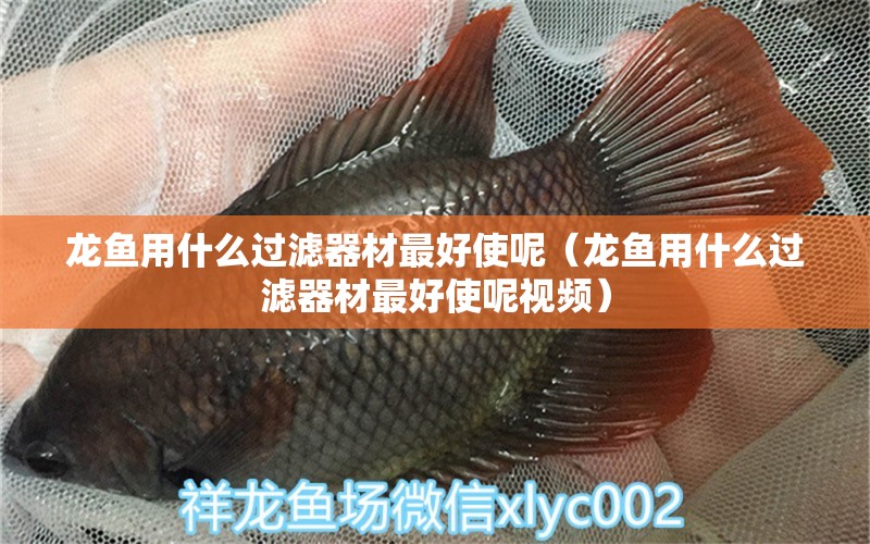 龍魚用什么過濾器材最好使呢（龍魚用什么過濾器材最好使呢視頻）