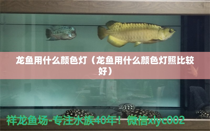 龍魚用什么顏色燈（龍魚用什么顏色燈照比較好） 廣州龍魚批發(fā)市場