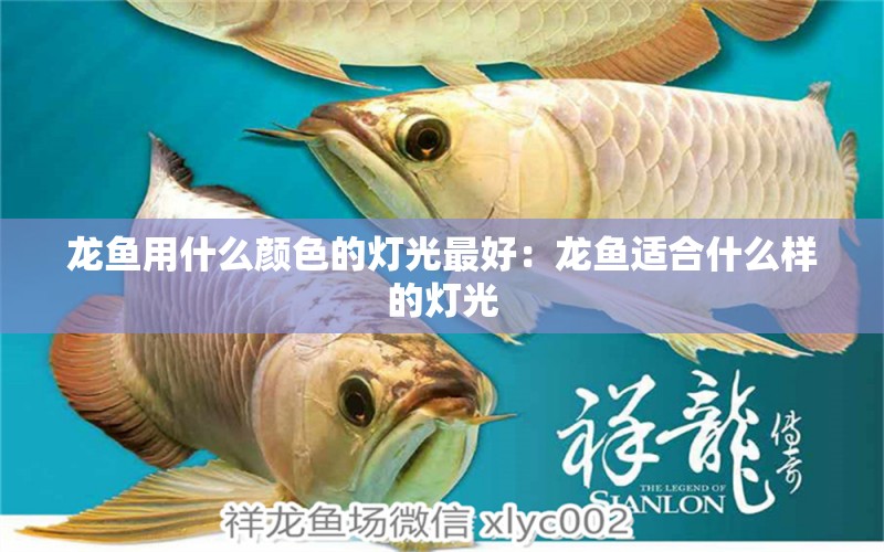 龍魚用什么顏色的燈光最好：龍魚適合什么樣的燈光