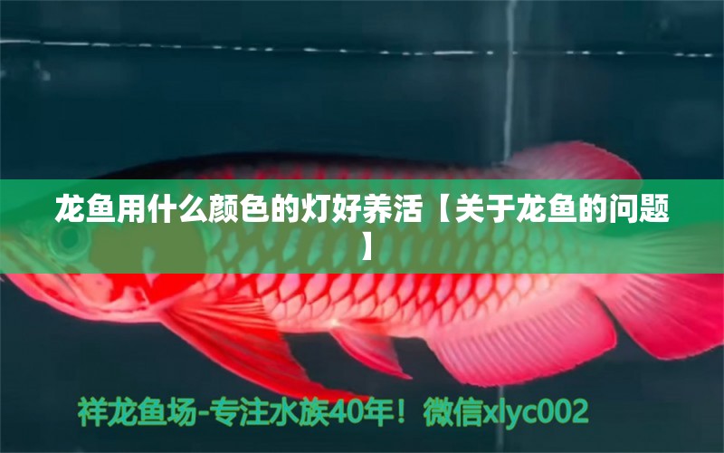 龍魚用什么顏色的燈好養(yǎng)活【關于龍魚的問題】 水族問答 第1張