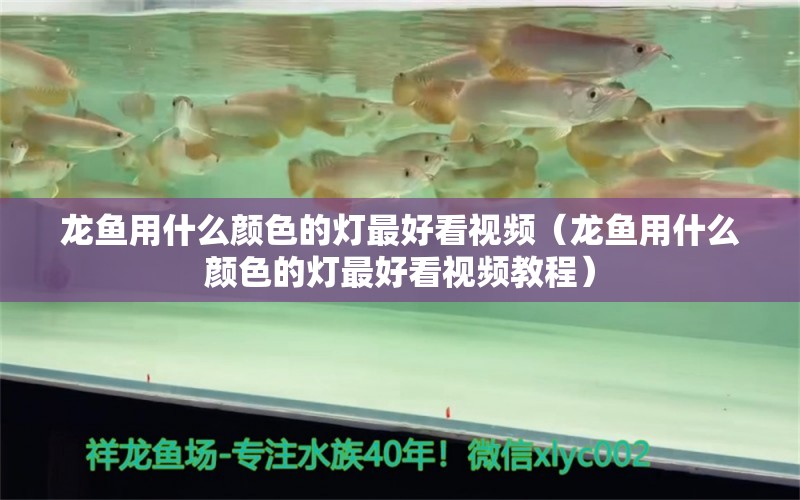 龍魚(yú)用什么顏色的燈最好看視頻（龍魚(yú)用什么顏色的燈最好看視頻教程）