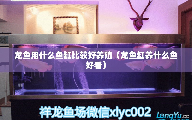 龍魚用什么魚缸比較好養(yǎng)殖（龍魚缸養(yǎng)什么魚好看） 銀龍魚苗