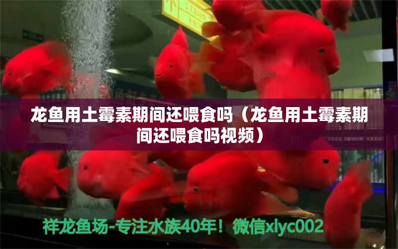 龍魚用土霉素期間還喂食嗎（龍魚用土霉素期間還喂食嗎視頻） 廣州龍魚批發(fā)市場