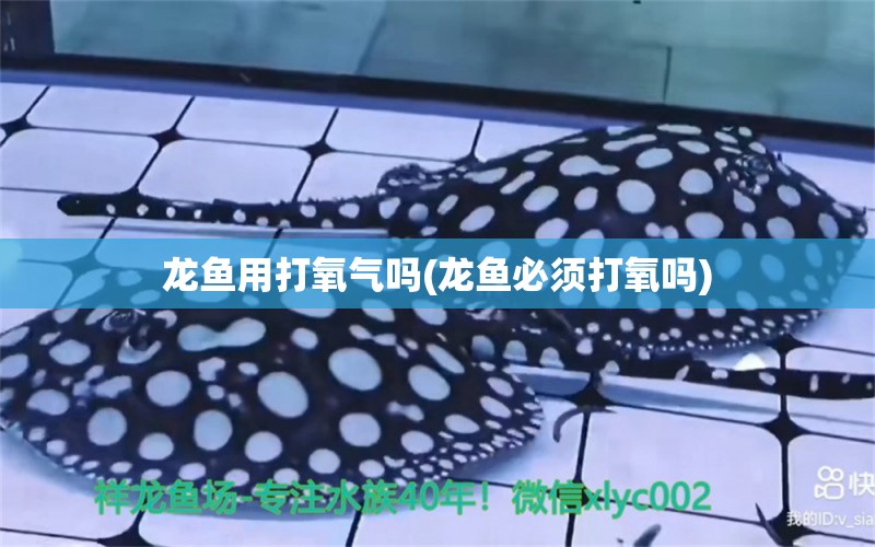 龍魚用打氧氣嗎(龍魚必須打氧嗎) 野彩魚