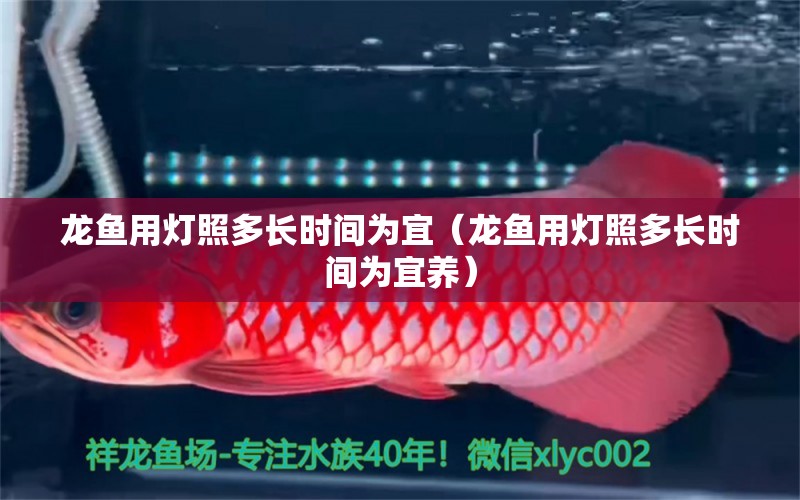 龍魚用燈照多長時間為宜（龍魚用燈照多長時間為宜養(yǎng)）