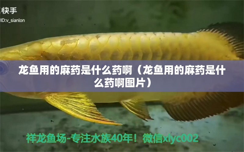 龍魚用的麻藥是什么藥啊（龍魚用的麻藥是什么藥啊圖片）