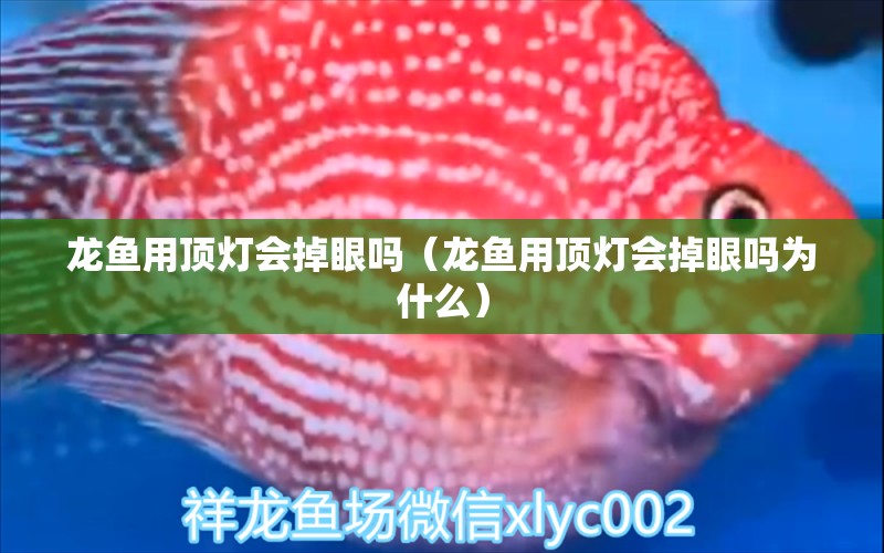 龍魚用頂燈會掉眼嗎（龍魚用頂燈會掉眼嗎為什么）