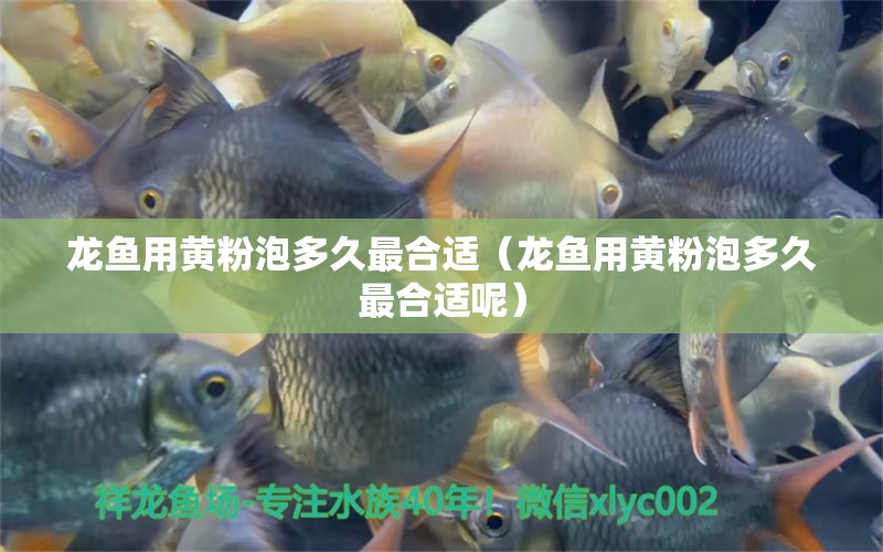 龍魚(yú)用黃粉泡多久最合適（龍魚(yú)用黃粉泡多久最合適呢）