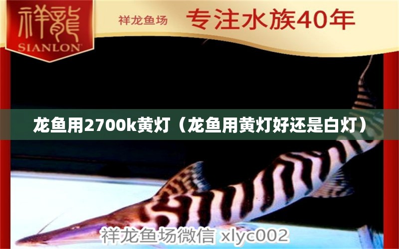 龍魚用2700k黃燈（龍魚用黃燈好還是白燈） 廣州龍魚批發(fā)市場