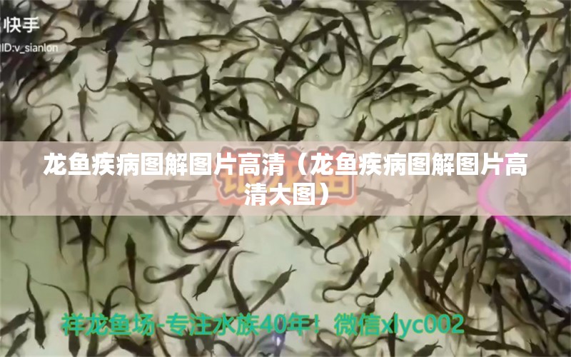 龍魚(yú)疾病圖解圖片高清（龍魚(yú)疾病圖解圖片高清大圖） 龍魚(yú)疾病與治療