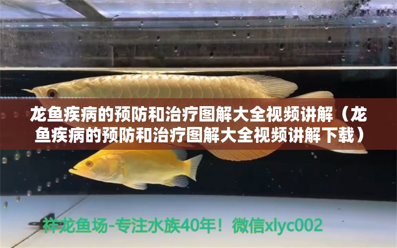 龍魚(yú)疾病的預(yù)防和治療圖解大全視頻講解（龍魚(yú)疾病的預(yù)防和治療圖解大全視頻講解下載）