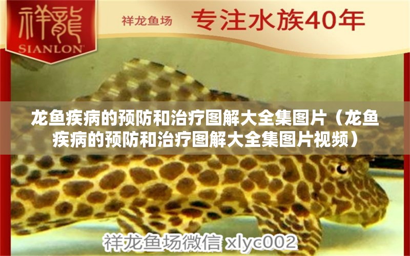 龍魚(yú)疾病的預(yù)防和治療圖解大全集圖片（龍魚(yú)疾病的預(yù)防和治療圖解大全集圖片視頻）