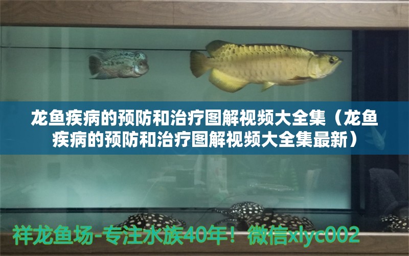 龍魚疾病的預(yù)防和治療圖解視頻大全集（龍魚疾病的預(yù)防和治療圖解視頻大全集最新） 龍魚疾病與治療