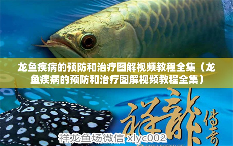 龍魚疾病的預(yù)防和治療圖解視頻教程全集（龍魚疾病的預(yù)防和治療圖解視頻教程全集） 龍魚疾病與治療