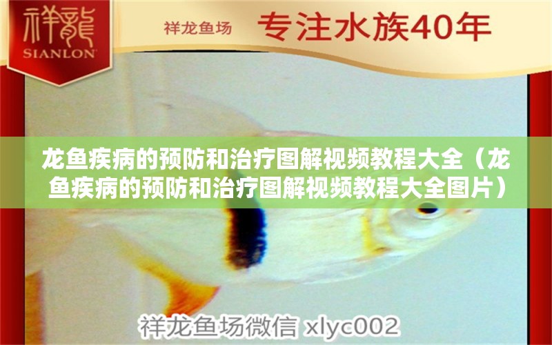 龍魚疾病的預(yù)防和治療圖解視頻教程大全（龍魚疾病的預(yù)防和治療圖解視頻教程大全圖片） 龍魚疾病與治療