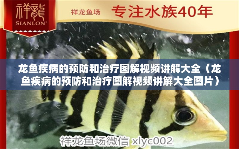 龍魚疾病的預(yù)防和治療圖解視頻講解大全（龍魚疾病的預(yù)防和治療圖解視頻講解大全圖片） 龍魚疾病與治療