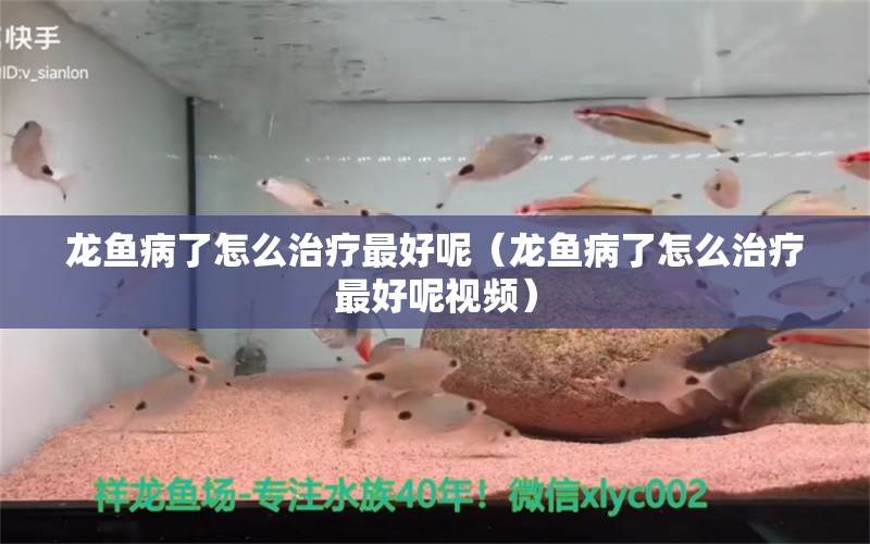 龍魚病了怎么治療最好呢（龍魚病了怎么治療最好呢視頻）