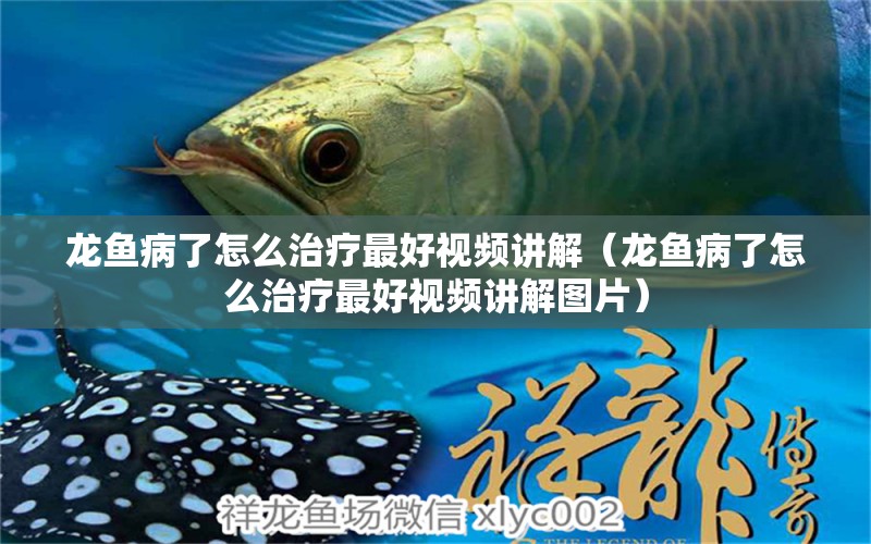 龍魚病了怎么治療最好視頻講解（龍魚病了怎么治療最好視頻講解圖片）