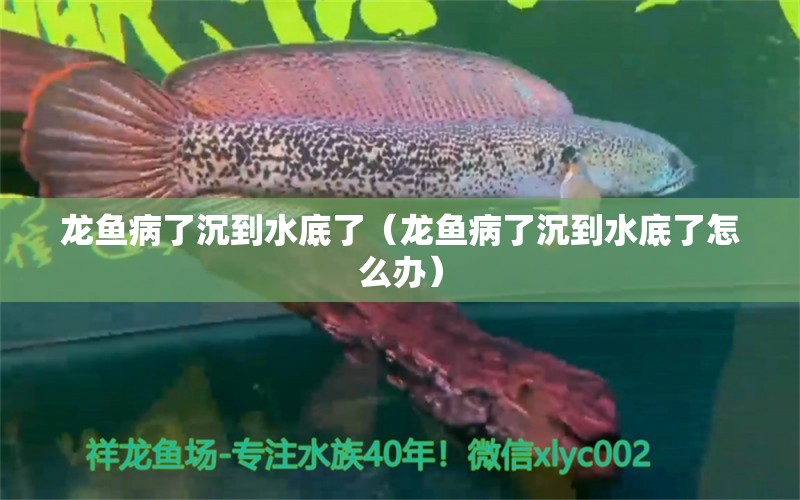 龍魚病了沉到水底了（龍魚病了沉到水底了怎么辦）